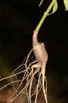 Snow squarestem